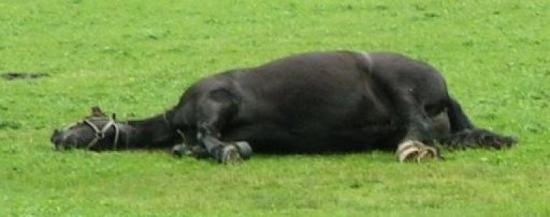 Black horse laying down in a field
